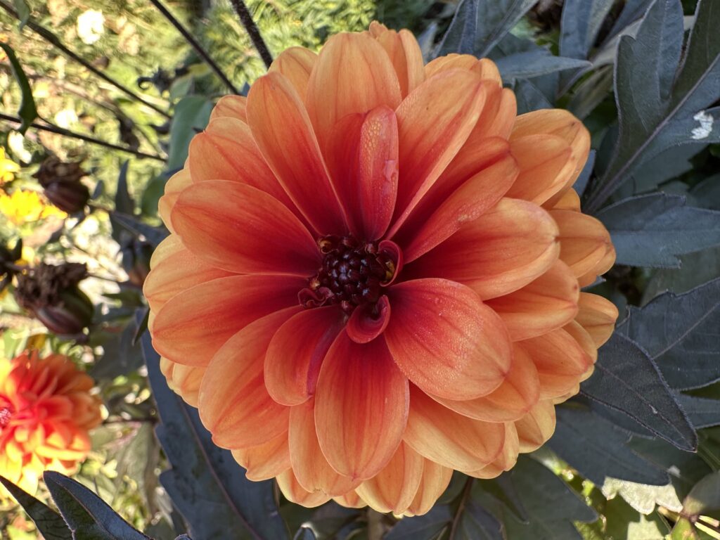 Photo of an orange dahlia out of Sue's garden.